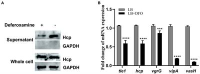 Fur functions as an activator of T6SS-mediated bacterial dominance and virulence in Aeromonas hydrophila